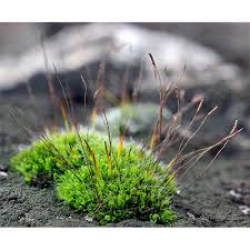 Attēlu rezultāti vaicājumam “Pottiales”