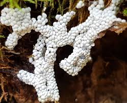 Attēlu rezultāti vaicājumam “Diderma globosum”