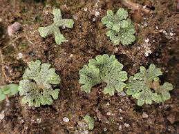 Attēlu rezultāti vaicājumam “Riccia cavernosa”