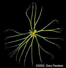 Attēlu rezultāti vaicājumam “Ceratophyllum demersum leaf”