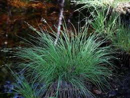 Attēlu rezultāti vaicājumam “Carex remota”