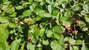 Attēlu rezultāti vaicājumam “Fragaria vesca leaf”