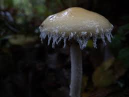 Attēlu rezultāti vaicājumam “Stropharia albocrenulata”