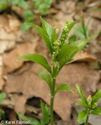 Attēlu rezultāti vaicājumam “Mercurialis perennis bud”