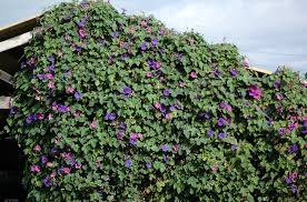 Image result for Prunkwinde