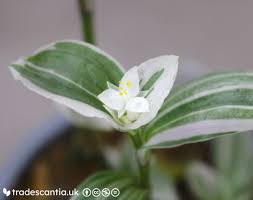 Attēlu rezultāti vaicājumam “Commelinaceae”