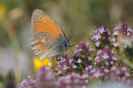 Attēlu rezultāti vaicājumam “Coenonympha pamphilus upperside”