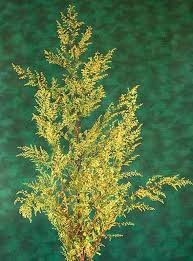 Image result for Artemisia annua