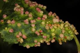 Attēlu rezultāti vaicājumam “Eriophyes laevis”