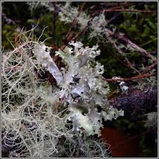 Attēlu rezultāti vaicājumam “Platismatia glauca”