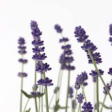 Attēlu rezultāti vaicājumam “Lavandula angustifolia”