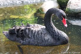 Attēlu rezultāti vaicājumam “Cygnus atratus”