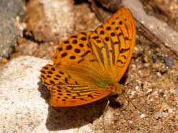 Attēlu rezultāti vaicājumam “Argynnis paphia male”