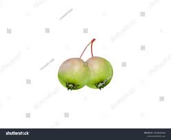 Attēlu rezultāti vaicājumam “Malus mandshurica fruit”