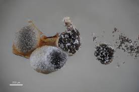 Attēlu rezultāti vaicājumam “Craterium leucocephalum var. scyphoides spores”