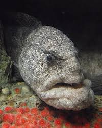 Image result for Anarhichas denticulatus