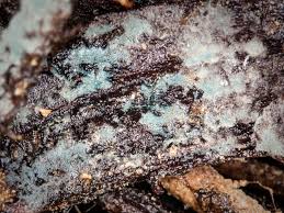 Attēlu rezultāti vaicājumam “Byssocorticium atrovirens”