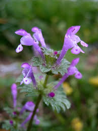 Attēlu rezultāti vaicājumam “Lamium maculatum flower”