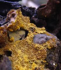 Attēlu rezultāti vaicājumam “Trichia varia spores”