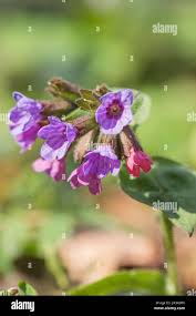 Attēlu rezultāti vaicājumam “Pulmonaria obscura”