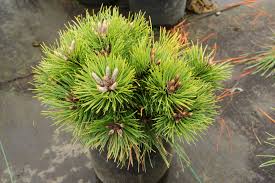 Attēlu rezultāti vaicājumam “Pinus nigra”