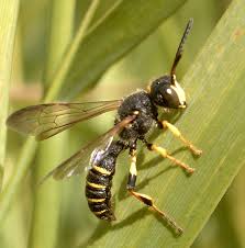 Attēlu rezultāti vaicājumam “Cerceris arenaria”