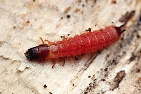 Attēlu rezultāti vaicājumam “Thanasimus formicarius”