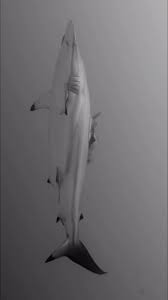 Image result for Carcharhinus brevipinna