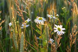 Attēlu rezultāti vaicājumam “Leucanthemum vulgare”