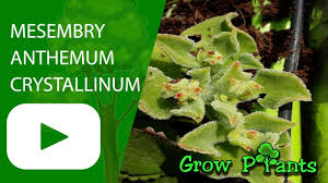 Image result for Mesembryanthemum criniflorum