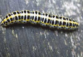 Attēlu rezultāti vaicājumam “Calophasia lunula larva”