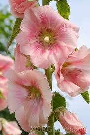 Image result for Alcea (althaea) rosea