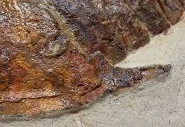 Attēlu rezultāti vaicājumam “Epirhoe tristata”