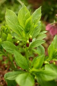 Attēlu rezultāti vaicājumam “Scopolia carniolica”