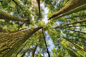 Image result for лес,