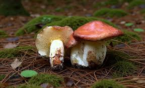 Attēlu rezultāti vaicājumam “Suillus granulatus”