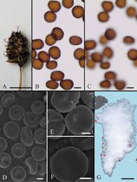 Attēlu rezultāti vaicājumam “Sphacelotheca hydropiperis”