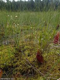 Attēlu rezultāti vaicājumam “Juncus stygius”