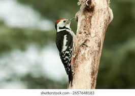 Attēlu rezultāti vaicājumam “Dendrocopos medius”