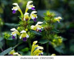 Attēlu rezultāti vaicājumam “Galeopsis speciosa flower”