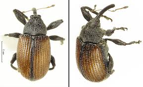 Attēlu rezultāti vaicājumam “Anthonomus phyllocola”