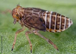 Attēlu rezultāti vaicājumam “Delphacidae”