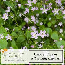 Attēlu rezultāti vaicājumam “Claytonia sibirica flower”