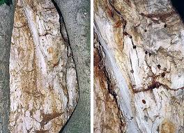 Attēlu rezultāti vaicājumam “Rhamnusium bicolor”