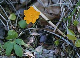 Attēlu rezultāti vaicājumam “Ranunculaceae”