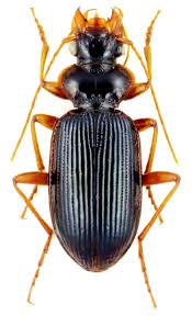 Attēlu rezultāti vaicājumam “Leistus terminatus”