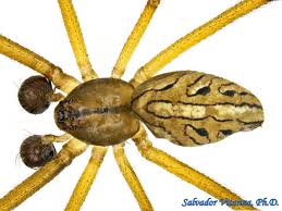 Attēlu rezultāti vaicājumam “Theridiidae”