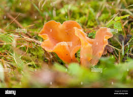 Attēlu rezultāti vaicājumam “Tremiscus helvelloides”
