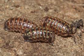 Attēlu rezultāti vaicājumam “Armadillidium pulchellum”