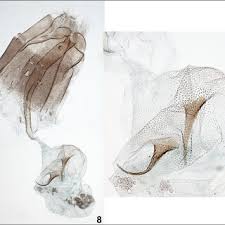 Attēlu rezultāti vaicājumam “Platyptilia gonodactyla imago”